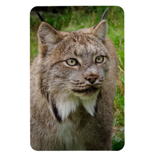 Bobcat Portrait Magneet (Verticaal)
