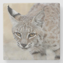 Bobcat Portrait Stone Onderzetter