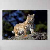 Bobcat Poster (Voorkant)