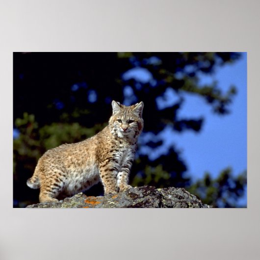 Bobcat Poster (Voorkant)