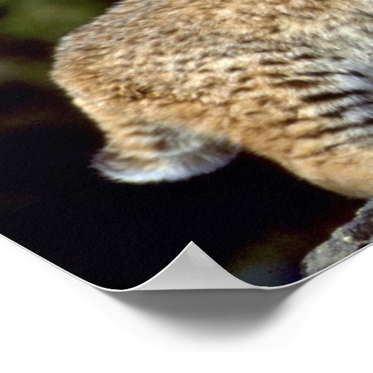 Bobcat Poster (Hoek)