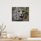 Bobcat-Poster Poster (Keuken)