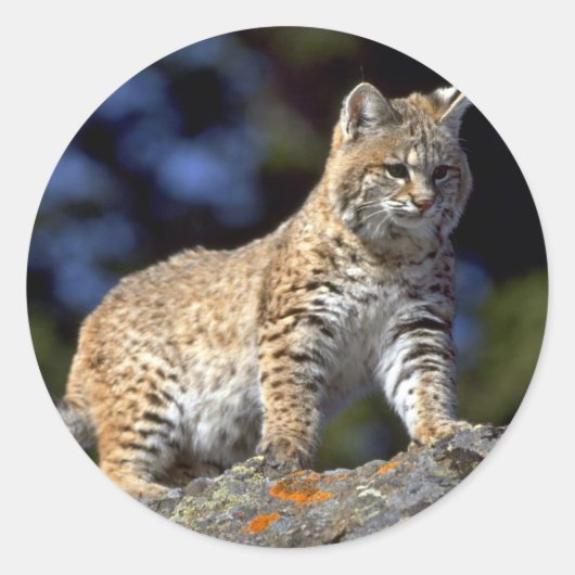 Bobcat Ronde Sticker (Voorkant)