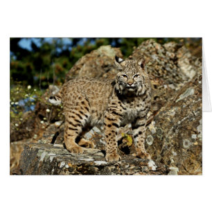 Bobcat sur les rochers