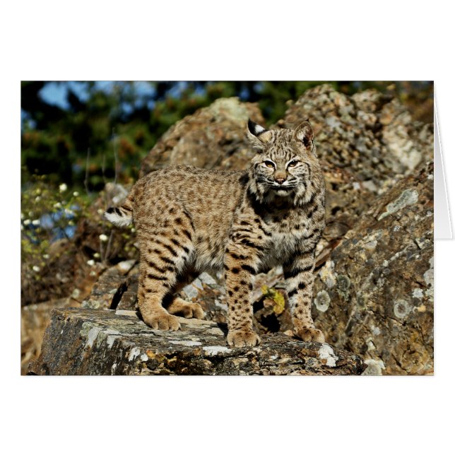 Bobcat sur les rochers (Devant horizontal)