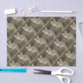 Bobcat Tissuepapier (Craft)