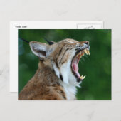 Bobcat Yawning Briefkaart (Voorkant / Achterkant)