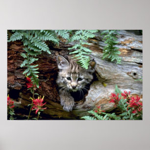 Bobcat-young kitten in het hol poster