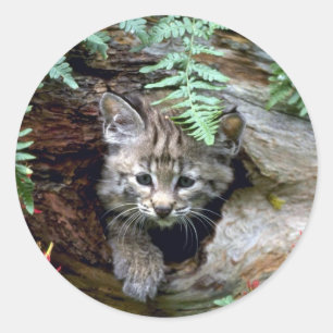 Bobcat-young kitten in het hol ronde sticker