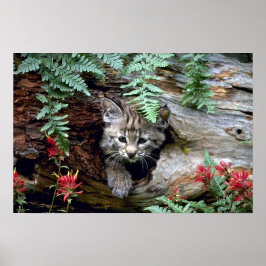 Bobcat-young kitten in holle bloemen poster (Voorkant)