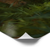 Bobcat Youngster en Forest Trail Perfect Poster (Hoek)