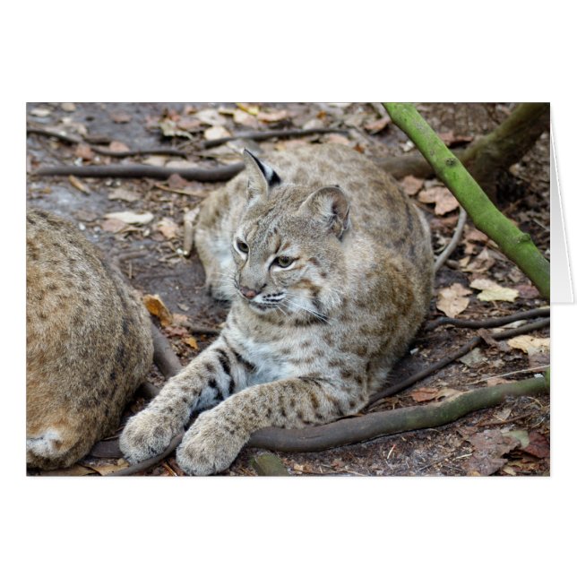 BobcatBCR017 (Voorkant Horizontaal)