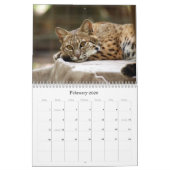 BobcatBCR031, Bobcat Kalender (Feb 2026)