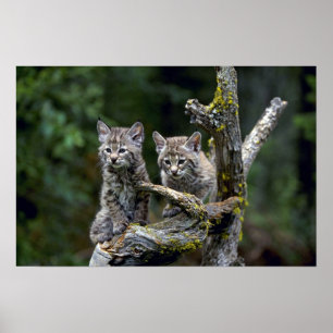 Bobcats-zomer-jonge kittens poster