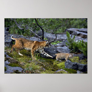 Bobcats-zomermoeder met kleine kitten poster