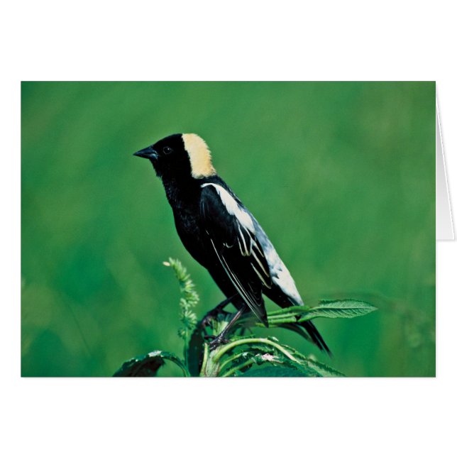 Bobolink (Voorkant Horizontaal)