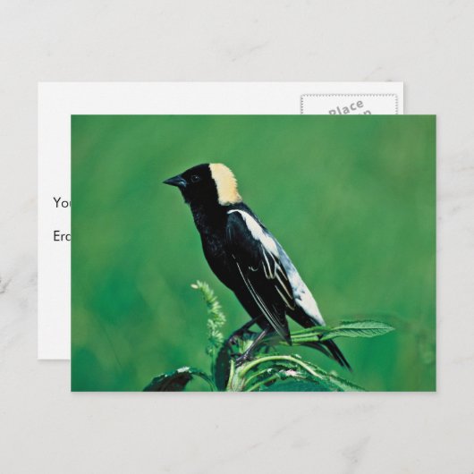 Bobolink Briefkaart (Voorkant / Achterkant)