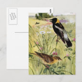 Bobolinks, Daisies en roze klaver Briefkaart (Voorkant / Achterkant)