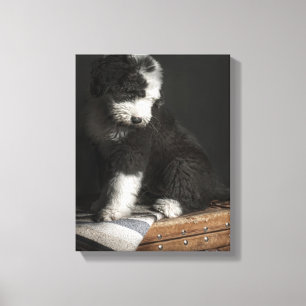 Bobtail puppy portret in studio canvas afdruk