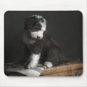 Bobtail puppy portret in studio muismat