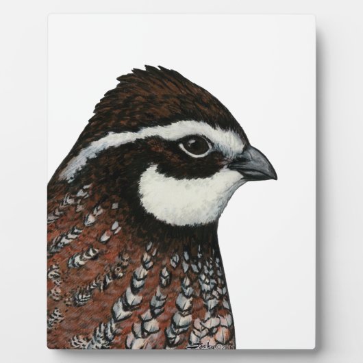 Bobwhite Kwartalkop Fotoplaat (Voorkant)