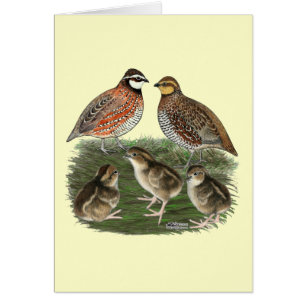 Bobwhite Kwartelfamilie