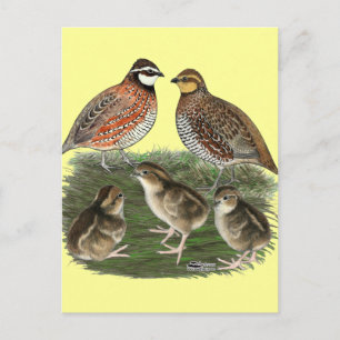 Bobwhite Kwartelfamilie Briefkaart