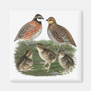 Bobwhite Kwartelfamilie Magneet