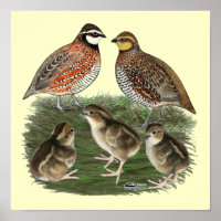 Bobwhite Kwartelfamilie