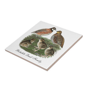 Bobwhite Kwartelfamilie Tegeltje