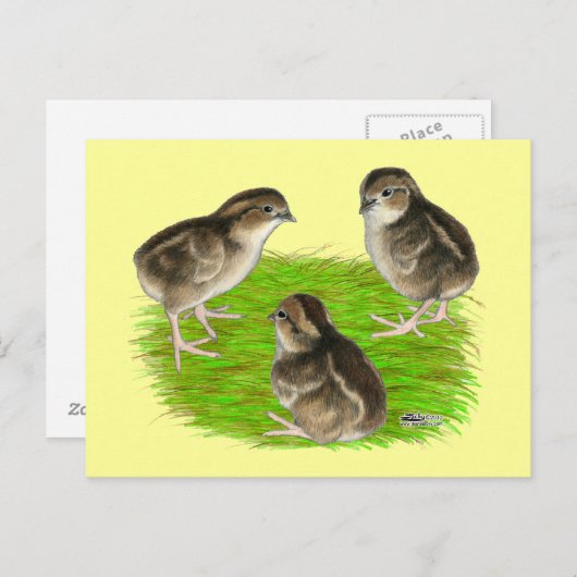 Bobwhite Quail Chicken Briefkaart (Voorkant / Achterkant)