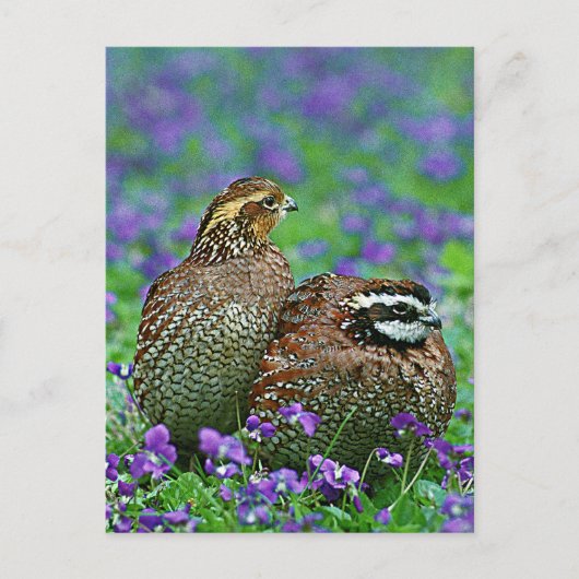 Bobwhite Quail-foto Briefkaart (Voorkant)