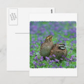 Bobwhite Quail-fotografie Briefkaart (Voorkant / Achterkant)
