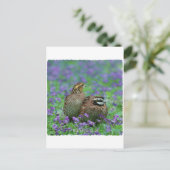 Bobwhite Quail-fotografie Briefkaart (Staand voorkant)