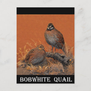 Bobwhite Quail (Georgia, Missouri en Tennessee) Briefkaart