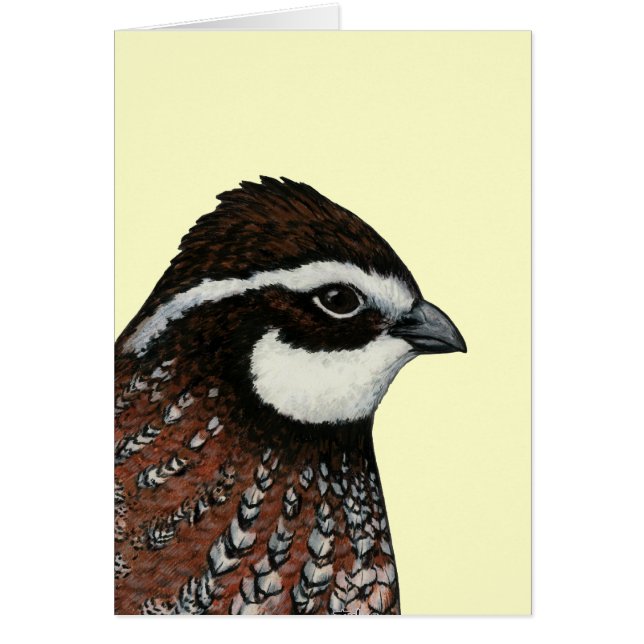 Bobwhite Quail Head (Devant)