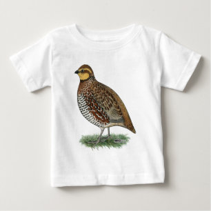 Bobwhite Quail Hen