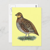 Bobwhite Quail Hen Briefkaart (Voorkant / Achterkant)
