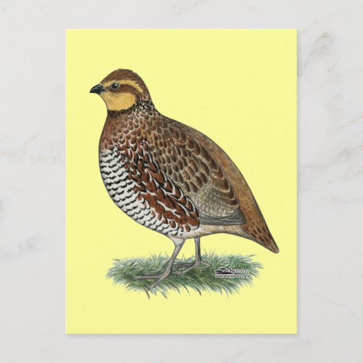 Bobwhite Quail Hen Briefkaart (Voorkant)