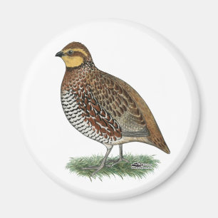 Bobwhite Quail Hen Magneet
