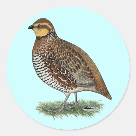 Bobwhite Quail Hen Ronde Sticker (Voorkant)