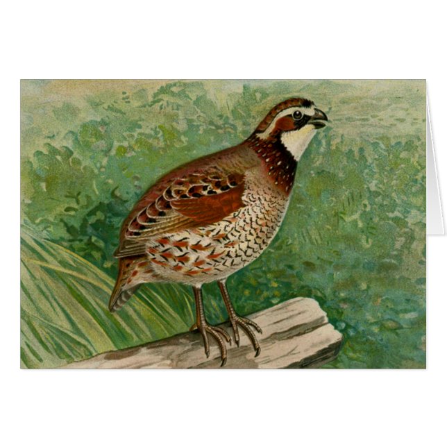 Bobwhite Quail Illustratie (Voorkant Horizontaal)
