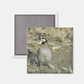 Bobwhite Quail Magneet (Voorkant / Achterkant)