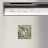 Bobwhite Quail Magneet (Insitu (Vaatwasser))