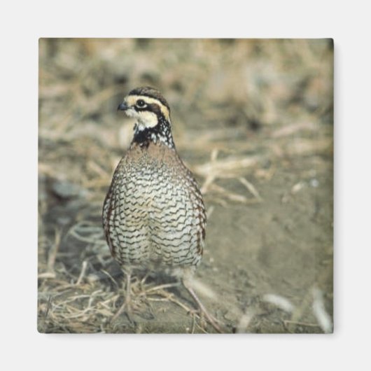 Bobwhite Quail Magneet (Voorkant)