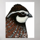 Bobwhite Quail Poster (Voorkant)