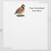 Bobwhite Quail Rooster (Voorkant / Achterkant)