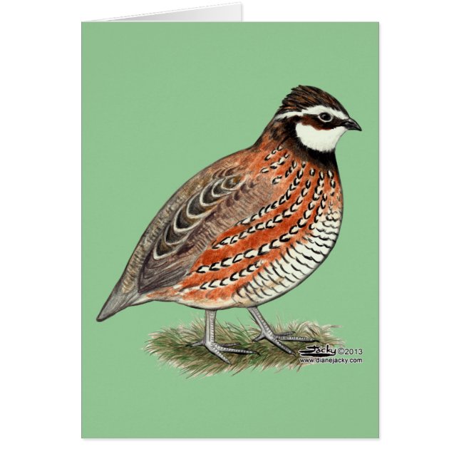 Bobwhite Quail Rooster (Voorkant)