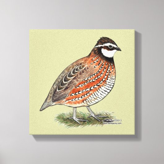 Bobwhite Quail Rooster Canvas Afdruk (Voorkant)