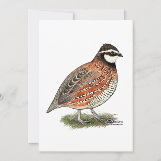 Bobwhite Quail Rooster Kaart (Voorkant)